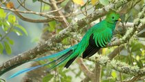 Los Quetzales National Park and Coope-Dota Coffee Experience