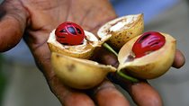 Zanzibar Spice Tour