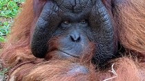 Perak Orang Utan Island from Kuala Lumpur (with Tong Cave)