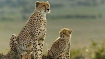 3 Days Masai Mara Budget Camping Safari Experience