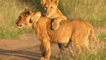 Tanzania Safari 10 Days- Serengeti, Lake Manyara, Ngorongoro Crater.