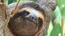 Manuel Antonio Park Private or Group Guided Tour Experience 