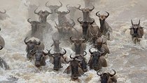 7 days migration safaris -lodge