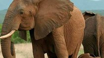 Budget Camping Tanzania Safari