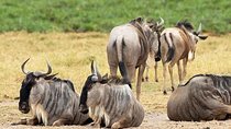 4 Days Masai Mara & Lake Naivasha From Nairobi 