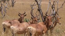  NAIROBI NATIONAL PARK 1.pm to 6.p.m GAME DRIVE