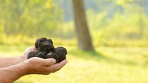 Truffle Hunting in the Woods of Istria and Wine Tasting with Alex
