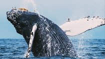 All in one Sri lanka 7nights 8 days for couple price 