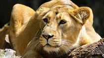 Half Day Nairobi Tour/nairobi Park/elephant/giraffe Centre
