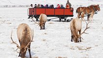 Best of Jackson Hole Wildlife Safari Tour