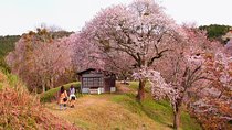 Nara Day Trip from Kyoto with a Local: Private & Personalized