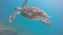 Two boat Dives in Two different dive sites Only Certified Divers 