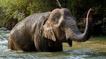 Half Day Visit Elephant Sanctuary in Samui