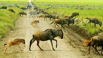 8 Days Great Migration - Grumeti River 