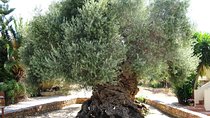 Wine and Olive Oil Tasting Private Tour (price per group of 6)