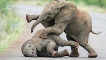 Day trip in Tarangire National Park