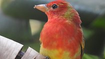 Monteverde Birdwatching Guided Tour 