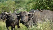 3 - Days Tanzania Wildlife Safari