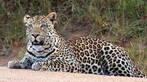 Bwindi impenetrable Kenya Tanzania Gorilla Safari 14 days 13 nights