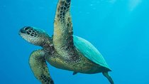 Maui Certified Shore Diving from Lahaina