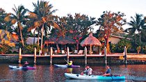 Kayak Rental: Explore Mangroves and Self-Navigated River Eco Paddle 