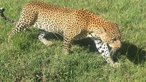 6 Days Masai Mara, L Nakuru, L Naivasha, Amboseli 4X4 Jeep safari