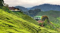 Cameron Highlands Full-Day Nature Tour 