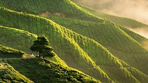 Full-day Cameron Highlands Day Trip from Kuala Lumpur