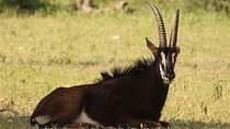 6-Day Masai Mara, Nakuru, Amboseli Budget Joining Safari
