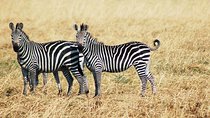 3-Days 2 Night Amazing Amboseli Experience. 