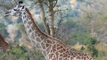 12-Day Kenya-Tanzania Experience Safari