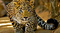 4-Day Safari At Amboseli NP- Tsavo West NP-Tsavo East NP.