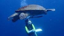 Koh Tao 2-Dive Day Trip from Koh Samui for certified divers