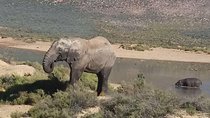 Big 5 Full Day Safari Aquila Lunch plus Breakfast From Cape Town