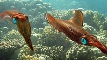 Mahmya Island Snorkeling Trip from Hurghada