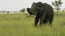 3 days safari to Mikumi national park
