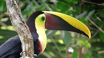 Manuel Antonio National Park Tour