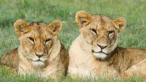 5-Day Ol Pejeta-Lake Nakuru-Masai Mara Private Safari