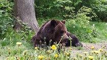 Brown Bear Sanctuary Tour from Brasov Entrance Ticket Guaranteed 