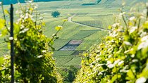 Champagne Day Trip with 6 Tastings, Reims and Winery from Paris