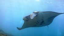 Bali Scuba Diving at Nusa Penida Manta Point For Certified Diver