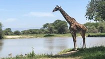  5 days Amboseli Tsavo National Park