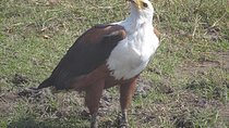 Birding Safari Tour.