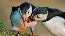 Puffin Cruise with Expert Tour Guide from Reykjavik