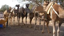 Skip the Line: Camel Park Tenerife Ticket