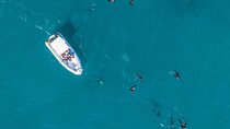 Ocean Wildlife Encounter in Cape Town