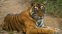 Taj, Tiger, Fort & Mansions (9 Days Private Tour)