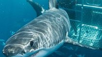 Cape Town 3-Day Attraction Tours: Shark Diving & Cape Peninsula & Wine Tasting