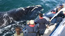  Cape Town, Shark Cage Diving Full Day Tour Combo On The Boat
