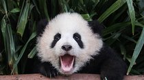 Private Panda Tour with Cooking Class One-day Trip